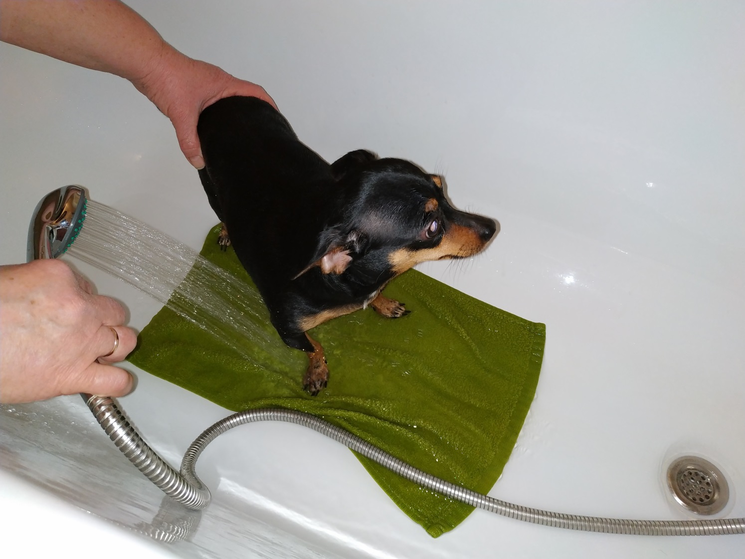 Собака в чугунной ванне, душ, Завод Универсал